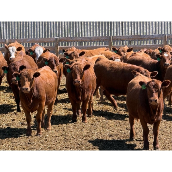 PSV Farms Ltd. - 880# May Delivery Heifers - 58 Head (Enchant, AB)