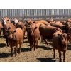 Image 1 : PSV Farms Ltd. - 880# May Delivery Heifers - 58 Head (Enchant, AB)