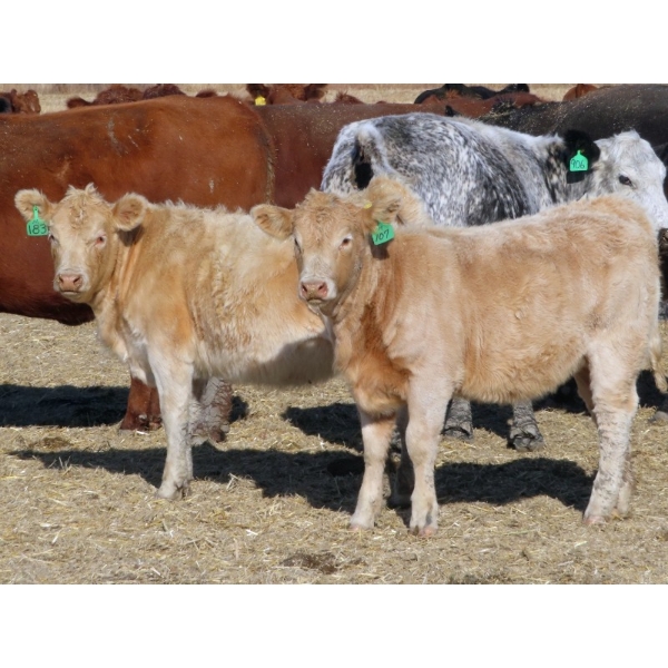 Strickland Cattle Co. - 510# November Heifer Calves - 75 Head (Milestone, SK)