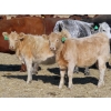 Image 1 : Strickland Cattle Co. - 510# November Heifer Calves - 75 Head (Milestone, SK)