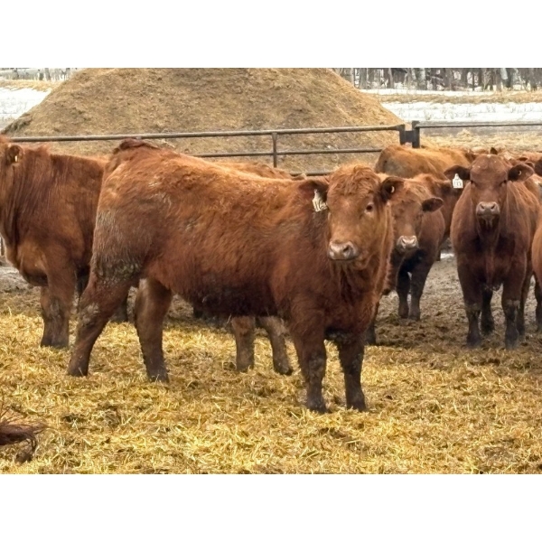 Brandt Boys Inc. - 1000# June Delivery Steers - 62 Head (Tolstoi, MB)