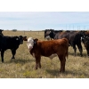 Image 2 : S & R Gerbrandt Farms - 570# November Delivery Steer Calves - 50 Head (Swift Current, SK) VBP+