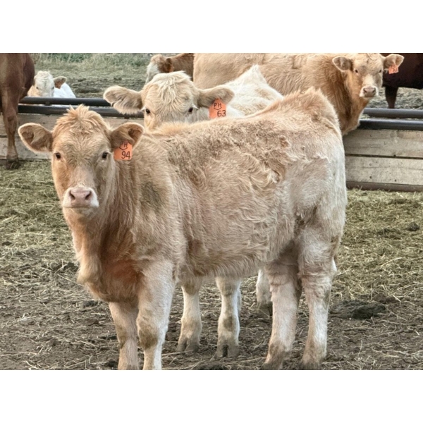 Holst Farms - 610# November Delivery Heifer Calves - 85 Head (Hays, AB)