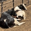 Image 4 : Idaho Dairies/Ranches - 15 Cows (Burley, ID)