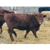 Image 7 : Rusty Myskiw - 650# February Delivery Heifers - 50 Head (Marquette, MB)