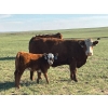 Image 2 : Border View Ranch - 540# October Delivery Heifer Calves - 65 Head (Coronach, SK)