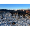 Image 8 : Little Rainbow Ranch - 1150# January Delivery Open Heifers - 40 Head (Moosomin, SK)