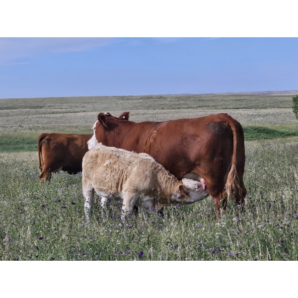 Logan Brothers (Rod, Barry & Bruce) - 670# October Delivery Heifer Calves - 85 Head (Oyen, AB)