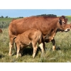 Image 2 : Twisted K Limousin - 540# October Delivery Steer Calves - 40 Head (Byemoor, AB)