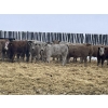 Image 3 : R7 Farms - 850# January Weaned Heifers - 70 Head (Crossfield, AB)