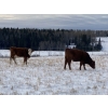Image 6 : Don & Mike Petersen - 580# November Heifer Calves - 75 Head (Sundre, AB)
