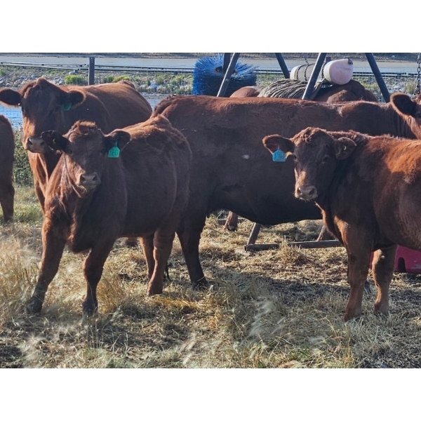 Jensen Farms - 950# February Delivery Weaned Steers - 65 Head (Airdrie, AB)