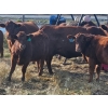 Image 1 : Jensen Farms - 950# February Delivery Weaned Steers - 65 Head (Airdrie, AB)