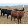 Image 8 : Peake Livestock Inc. - 750# April Delivery Heifers - 80 Head (Roblin, MB)