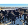 Image 3 : Bauer Ranching - 680# February Weaned Steers - 135 Head (Hilda, AB)