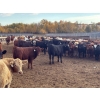 Image 3 : Box Anchor Farms - 950# March Delivery Weaned Heifers - 260 Head (Dewberry, AB)