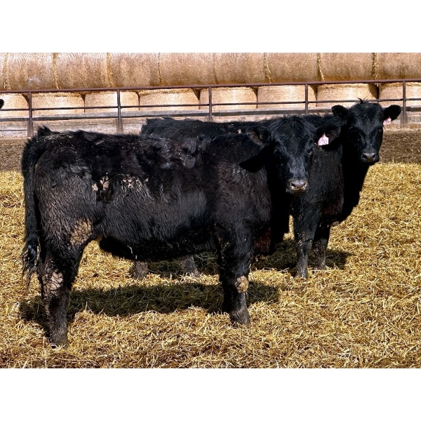 East Hilltop Holdings - 24 Black Maine X Angus Replacement Heifers (Carstairs, AB)