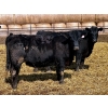 Image 1 : East Hilltop Holdings - 24 Black Maine X Angus Replacement Heifers (Carstairs, AB)