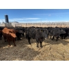 Image 7 : Antelope Butte Ranch - 867# March Delivery Steers - 144 Head (Lundbrek, AB) VBP+