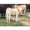 Image 2 : Rumohr Ranching Partnership/Cophill Cattle Ltd - 600# November Heifer Calves - 95 Head (Sedalia, AB)
