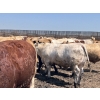 Image 7 : H.B. Scott Colony Farming - 156 August Delivery Fed Steers (Scott, SK)