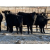 Image 5 : Reid Ranching Cremona - 590# January Delivery Steers - 100 Head (Cremona, AB)