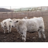 Image 10 : Cluny Colony - 835# November Weaned Steers - 72 Head (Cluny, AB)