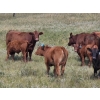 Image 14 : Garvin Kostal - 625# November Delivery Steer Calves - 95 Head (Spring Valley, SK)