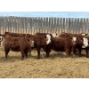 Image 4 : Jordan Livestock - 28 Red/RBF Simm-Angus Replacement Heifers (Rimbey, AB)