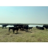Image 4 : Wever Farms Ltd. - 460# October Delivery Steer Calves - 330 Head (Fox Valley, SK)