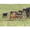 Image 3 : Flaman Land & Cattle - 580# October Delivery Steer Calves - 95 Head (Southey, SK)