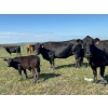 Image 4 : North West Cattle Company - 460# September Delivery Steer Calves - 110 Head (Woking, AB)