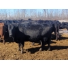 Image 2 : Double X Management - 44 Open Cows/Heiferettes (Langruth, MB)