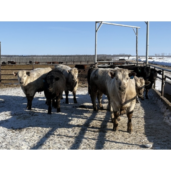 6U Cattle Company - 1075# April Delivery Steers - 52 Head (Manning, AB) VBP+