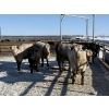 Image 1 : 6U Cattle Company - 1075# April Delivery Steers - 52 Head (Manning, AB) VBP+