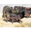 Image 9 : Leib Farm & Ranch Ltd. - 30 Black Angus/Black Angus X Pairs (Southey, SK)
