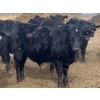 Image 2 : Hawk Ranching - 880# March Delivery Steers - 72 Head (Parkland, AB)