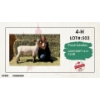 Image 1 : 4-H Sheep - Presli Schalles - Ashcroft 4-H Club