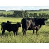 Image 3 : CTE Mueller Farms - 640# October Delivery Steer Calves - 60 Head (Olds, AB)