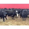 Image 5 : Turtleview Livestock - 750# March Delivery Steers - 79 Head (Goodlands, MB) VBP+
