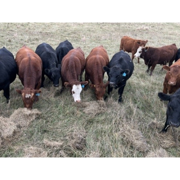 Jimmy Campbell & Brett Payne - 925# October Delivery Grass Steers - 68 Head (North Battleford, SK)