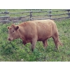 Image 5 : Ootsa Lake Cattle Co. - 25 Charolais X April/May Calving Bred Heifers (Ootsa Lake, BC)