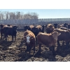 Image 3 : Rice Farms - 960# May Delivery Steers - 124 Head (Lacombe, AB)