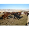 Image 5 : Riverview Ranch Ltd. - 720# February Delivery Steers - 55 Head (Bow Island, AB)