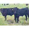 Image 2 : Hobman Livestock - 570# October Steer Calves - 103 Head (Nokomis, SK)