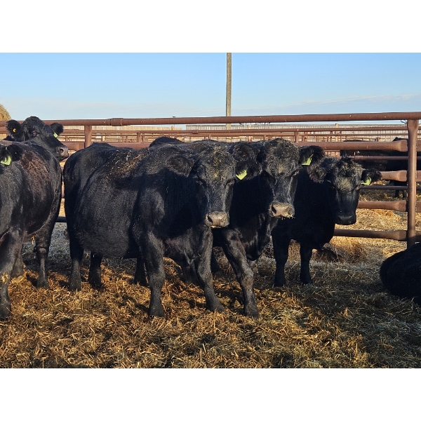 Rolling N Ranches (Nolan Osadczuk) - 6 Black Cows (Pen 639-637)