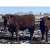 Image 2 : Hawk Ranching - 930# March Delivery Steers - 67 Head (Parkland, AB)