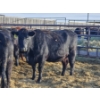 Image 5 : Culligan Ranches (Ryan Culligan) -  1 BBF Cow (Pen 526)