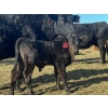 Image 5 : McCaffrey Cattle Co. - 525# October Delivery Steer Calves - 100 Head (Edam, SK)