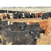 Image 4 : South Island Farms - 820# April Delivery Steers - 75 Head (Bow Island, AB)
